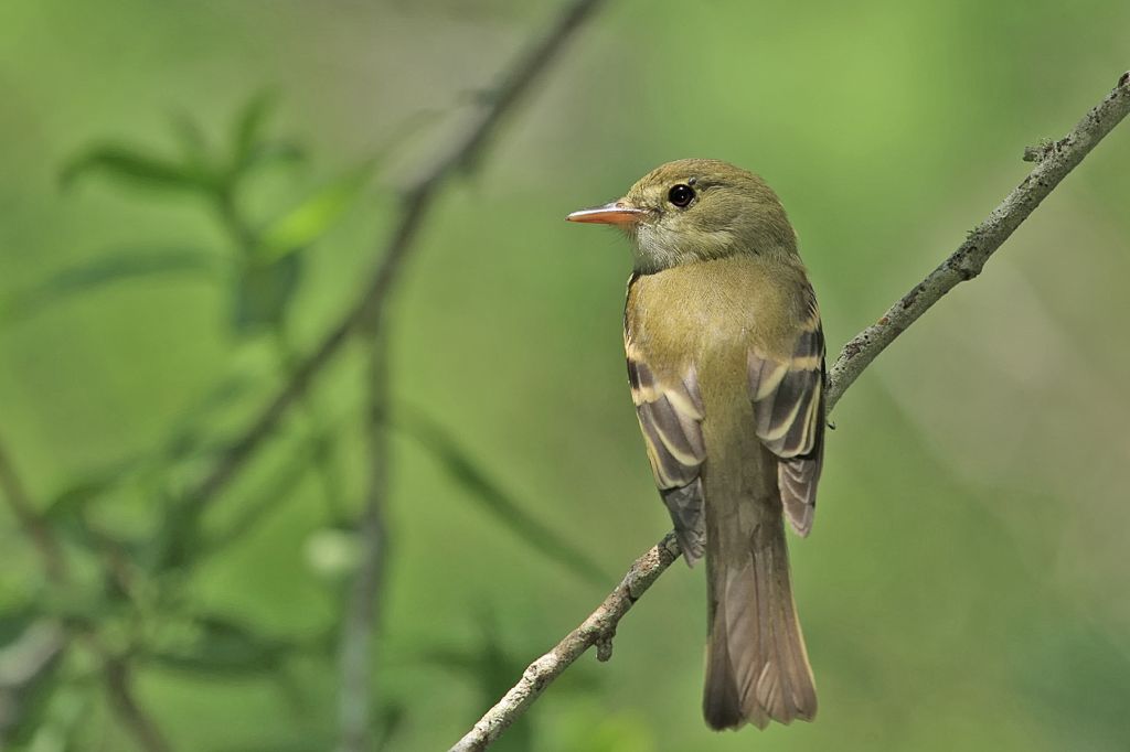 Acadian Flycatcher sitting on a branch